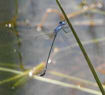 Image de Lestes praemorsus Hagen ex Selys 1862