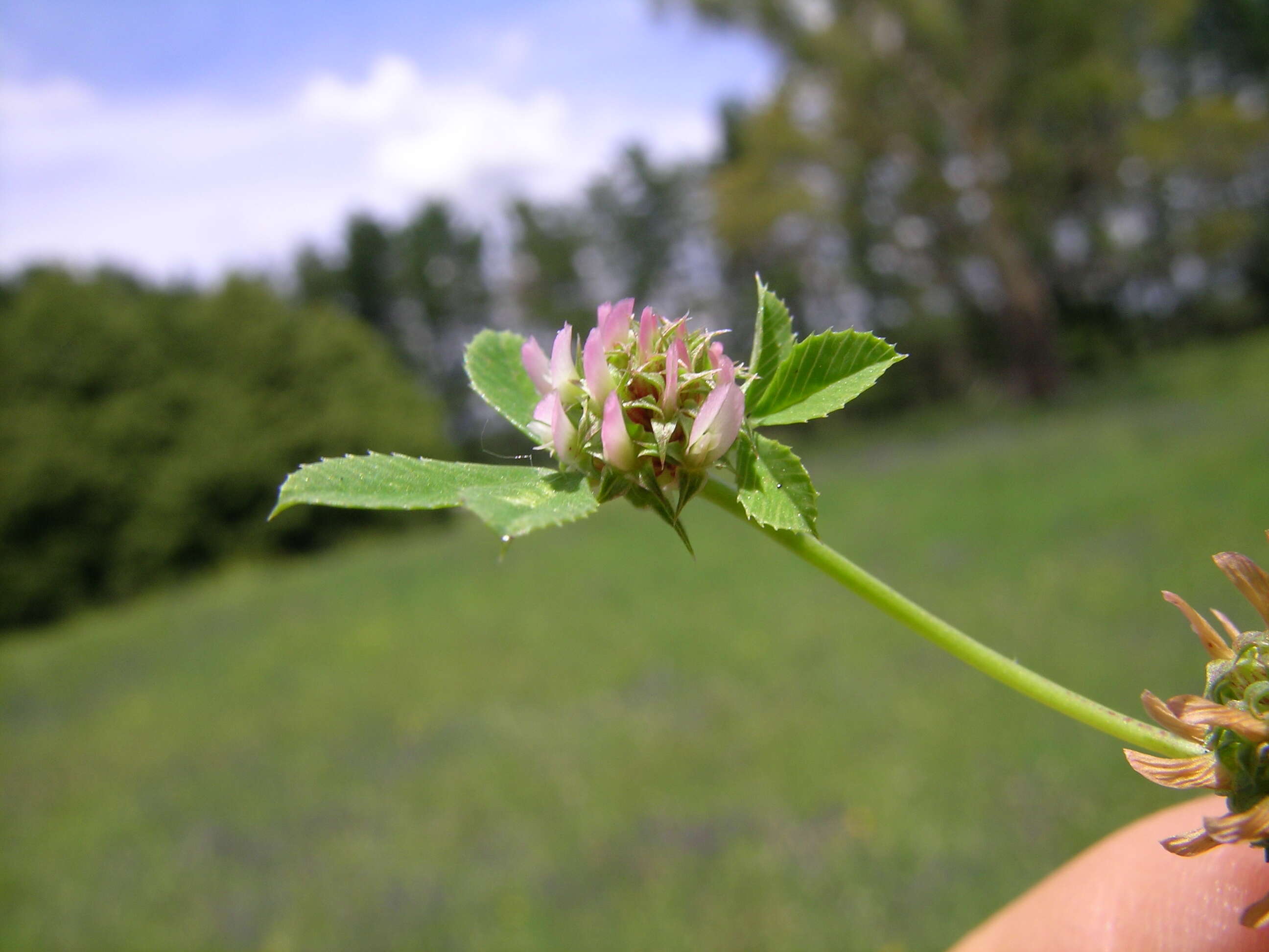 Image de Trifolium glomeratum L.