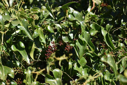 Plancia ëd Smilax aspera L.