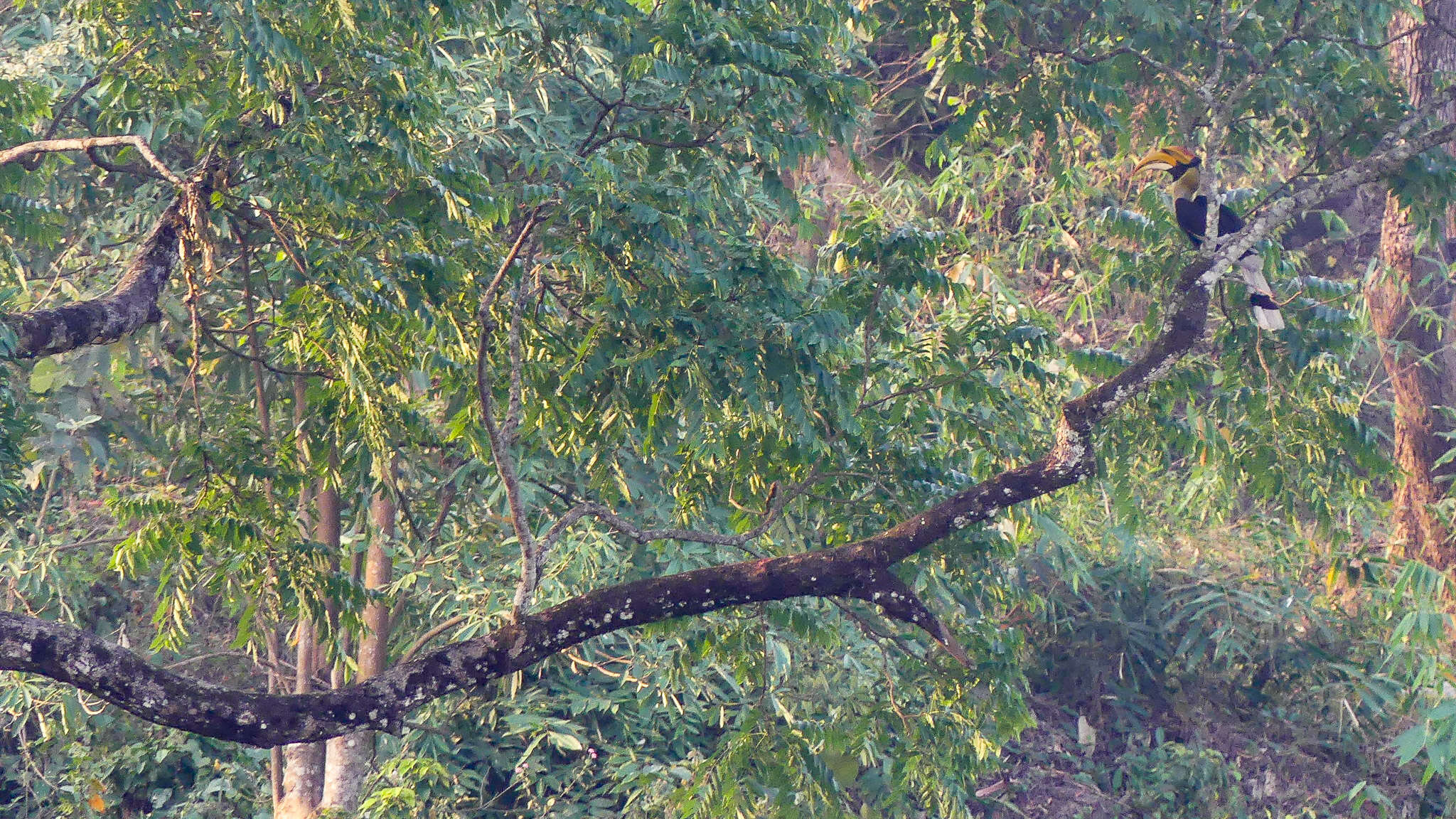 Image of Great Indian Hornbill