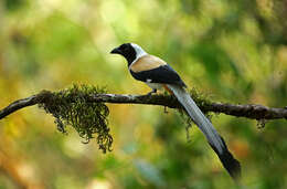 Image of White-bellied Treepie