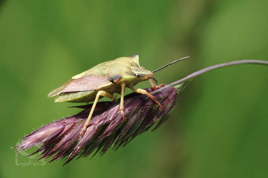 Image of sloe bug