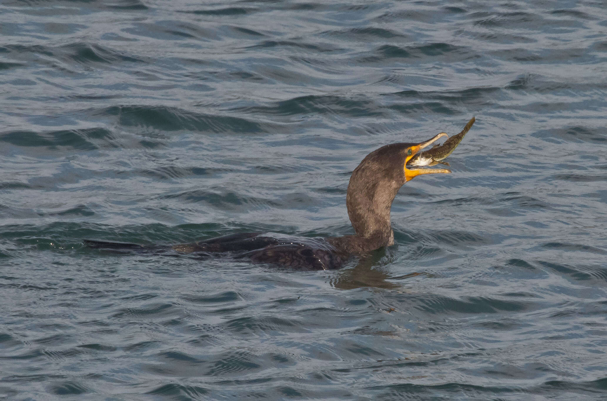 Image of Double-crested Cormorant