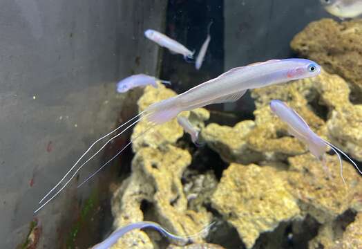 Image of Blue hana goby