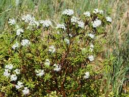 Imagem de Rhododendron tomentosum (Stokes) Harmaja