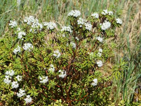 Imagem de Rhododendron tomentosum (Stokes) Harmaja