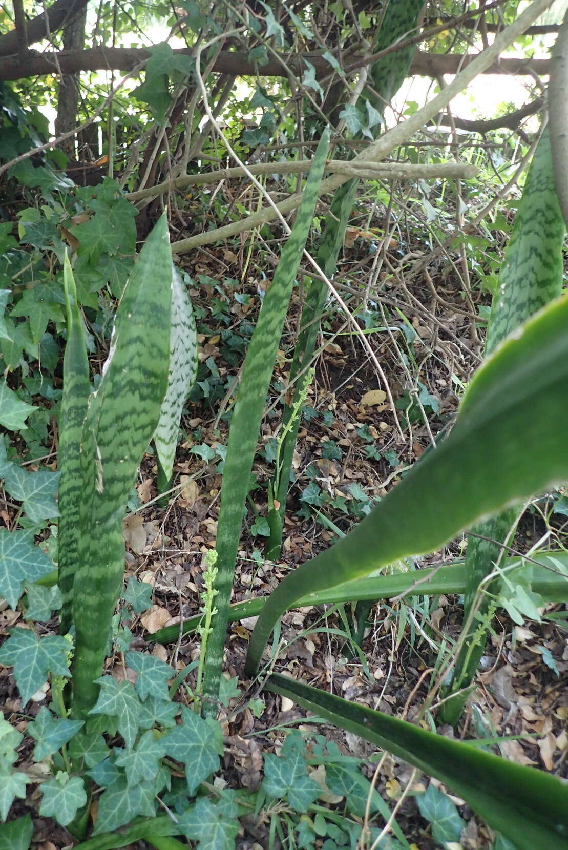 Image of viper's bowstring hemp