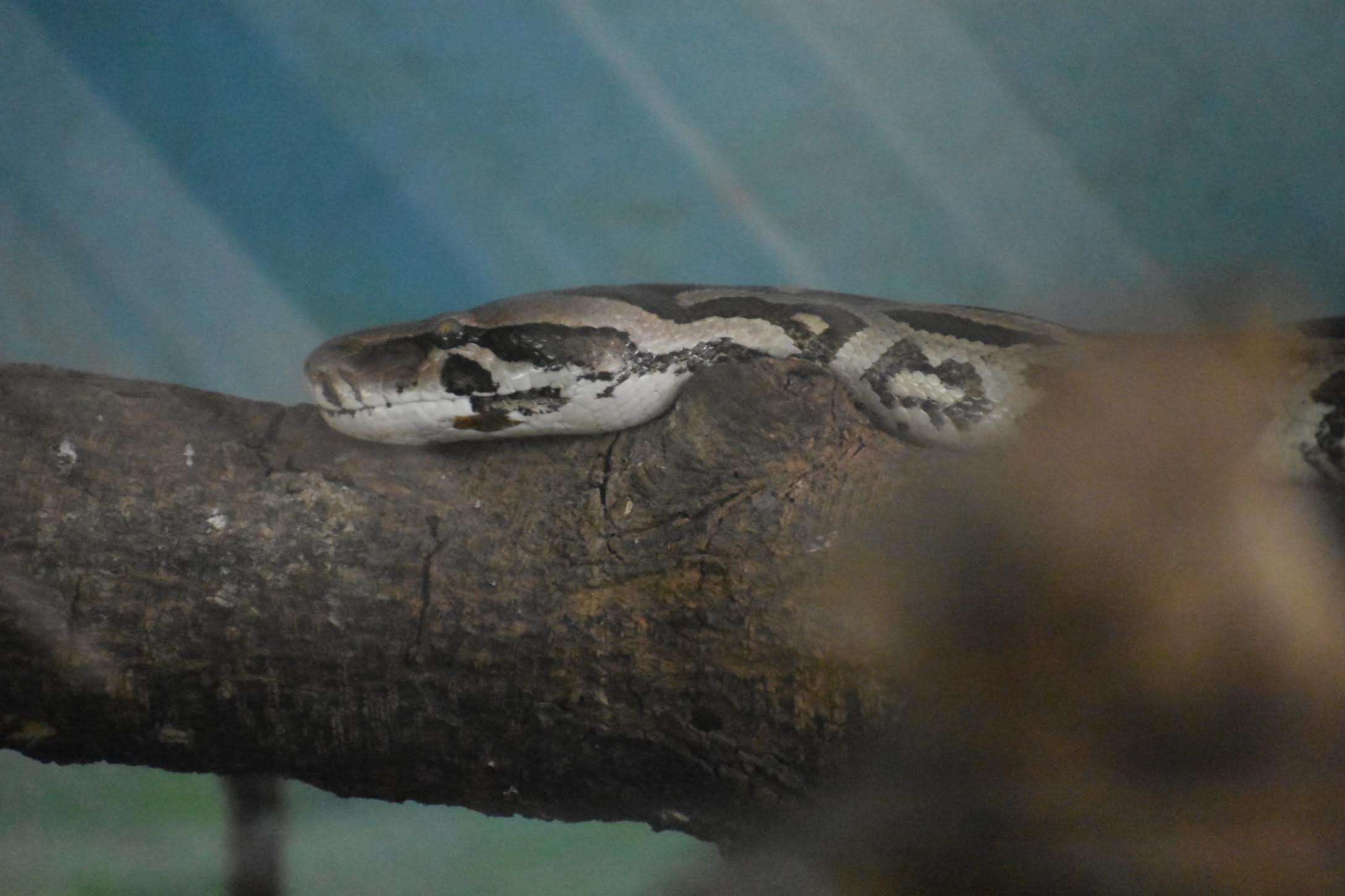 Image of Russel’s Viper