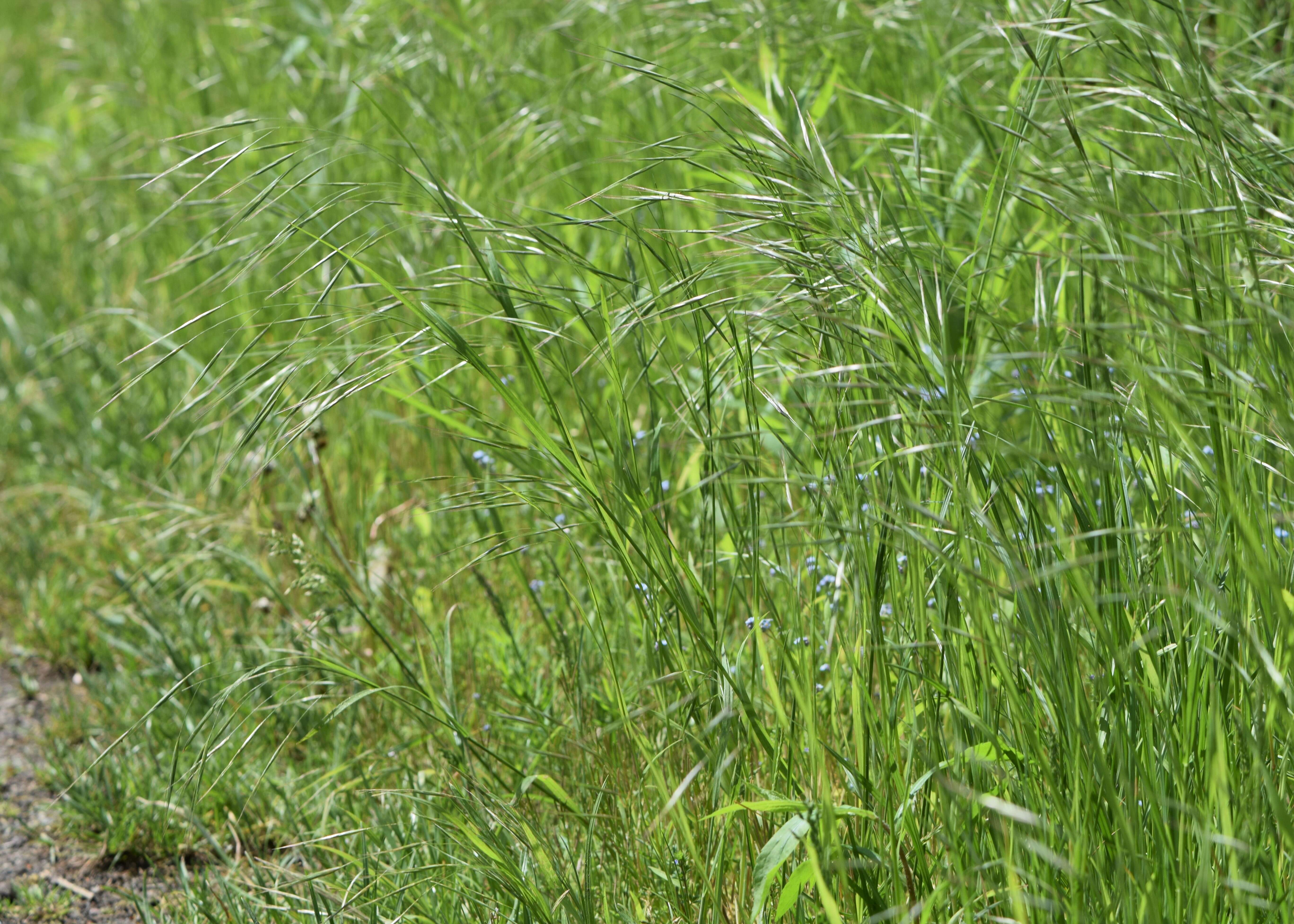 Imagem de Bromus sterilis L.