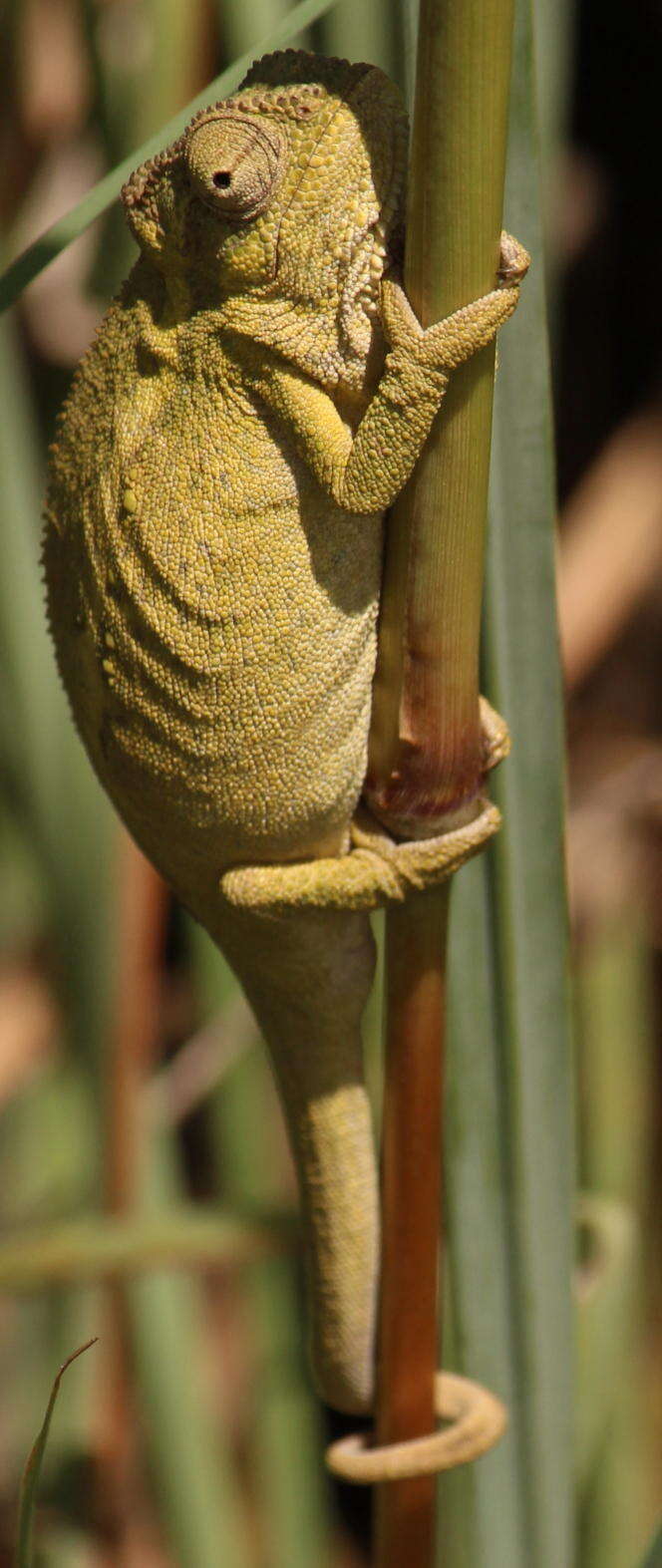 Image of Black-headed Dwarf Chameleon