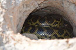 Image of Yellow anaconda