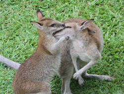 Image of Agile Wallaby