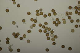 صورة Silene dioica (L.) Clairv.