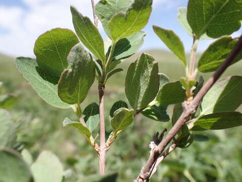 Image of western snowberry