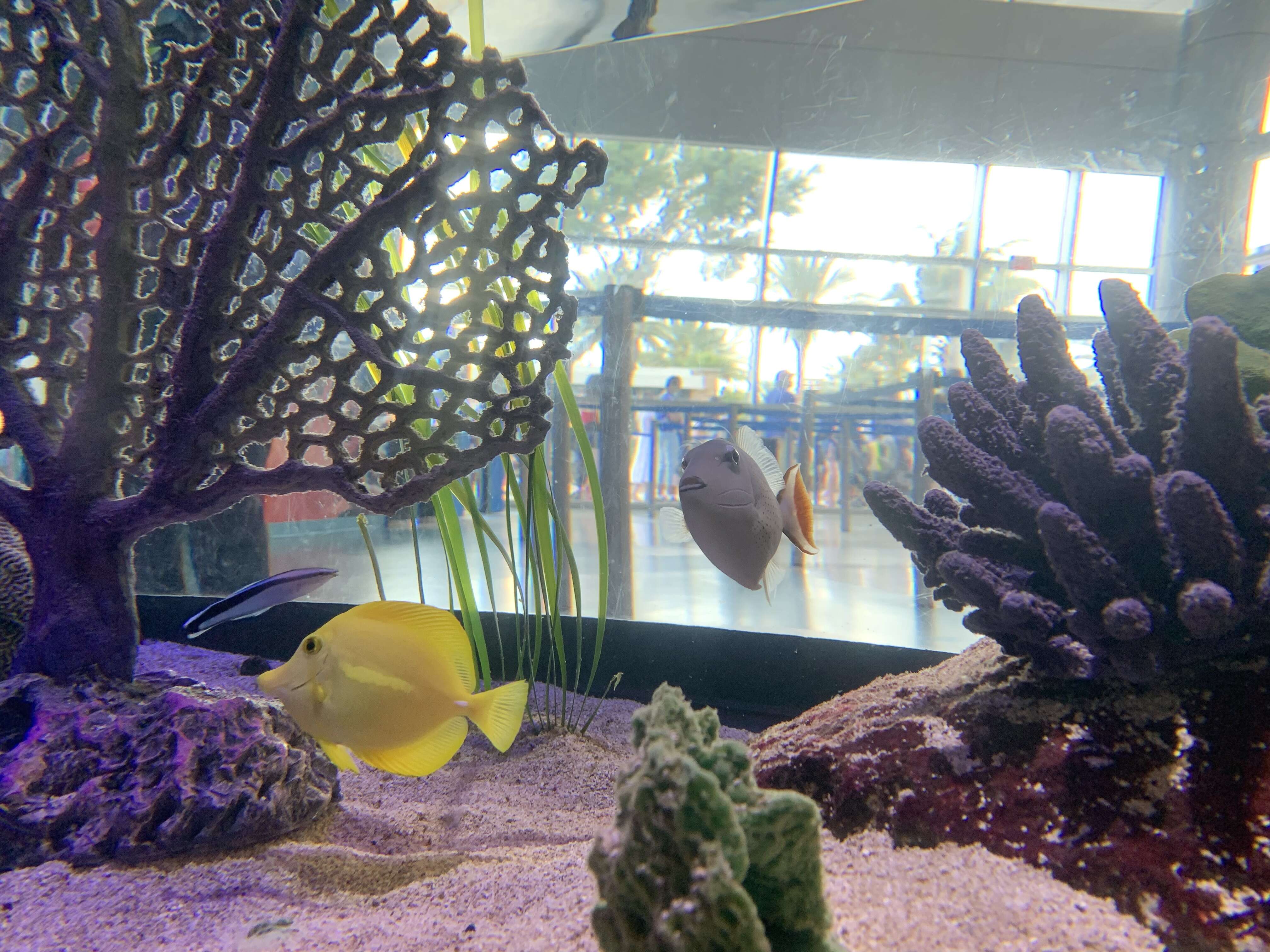 Image of Sargassum Triggerfish