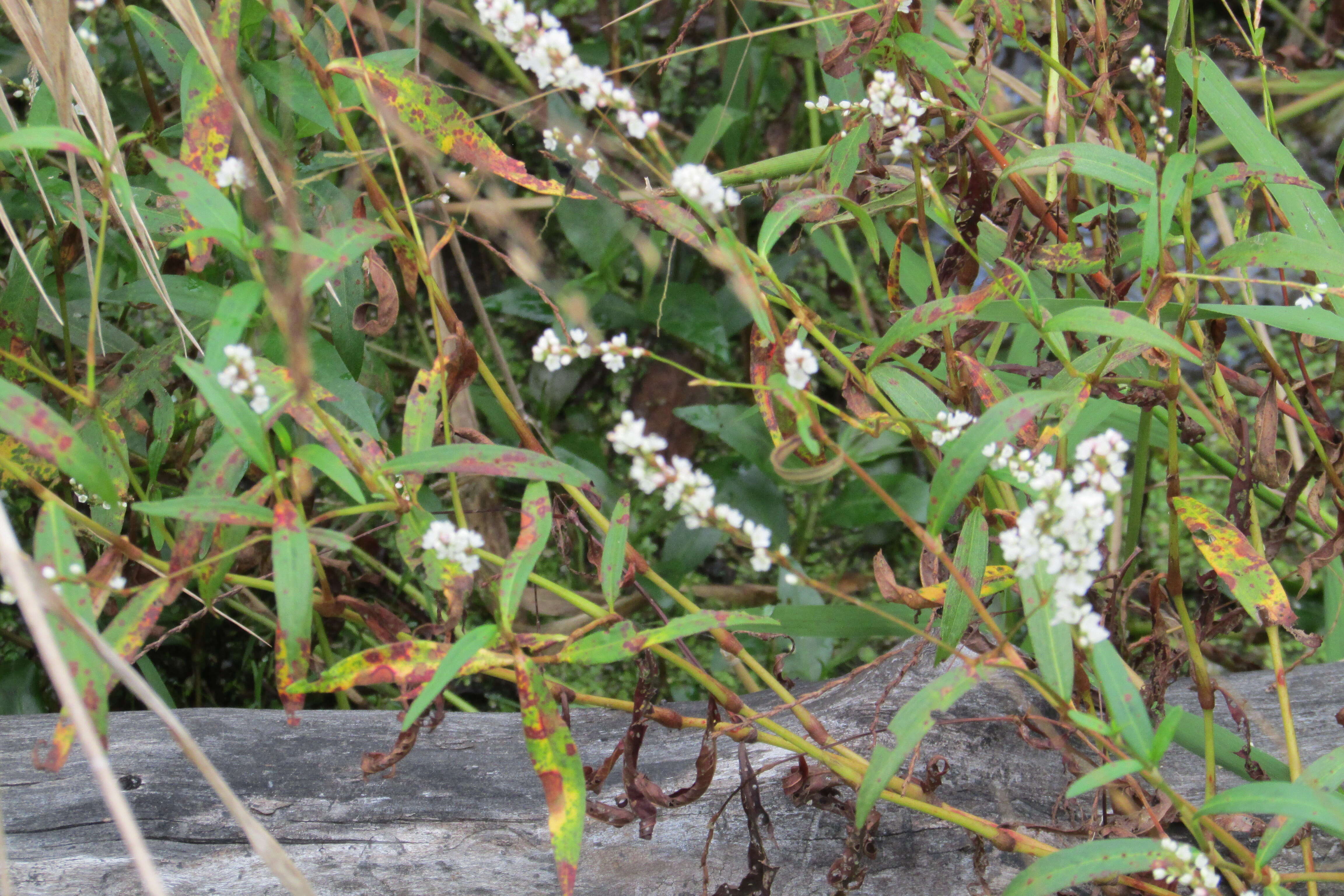 Image of Water-pepper