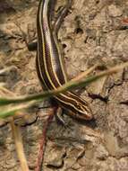 Image of Shanghai Elegant Skink