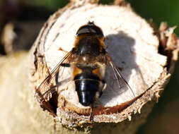 Image of Eristalis pertinax (Scopoli 1763)