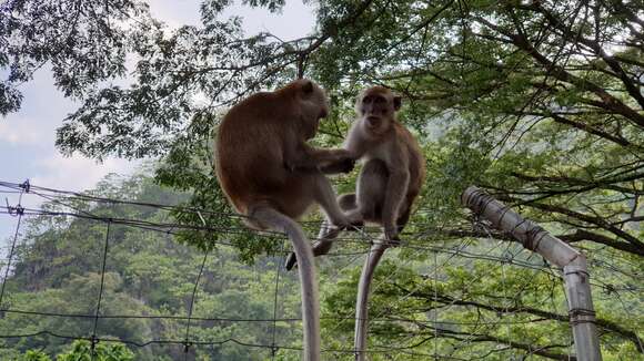 Image of Long-tailed Macaque