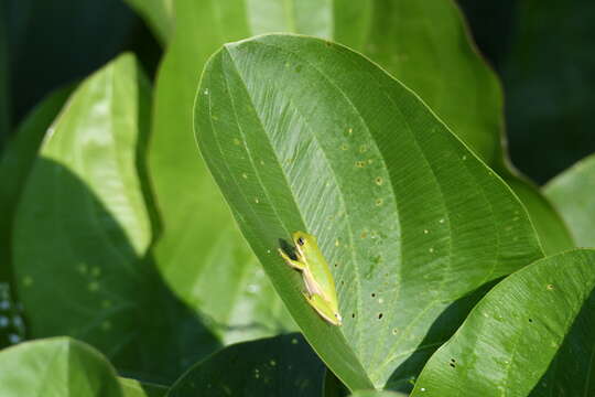 Image of American Green Treefrog