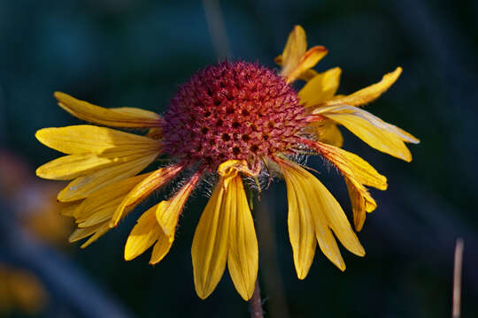 Image of Common perennial gaillardia