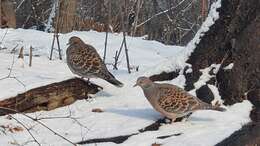 Image of Oriental Turtle Dove