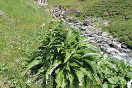 Image of Giant Scabiosa