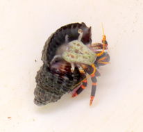 Image of Calcinus pictus (Owen 1839)