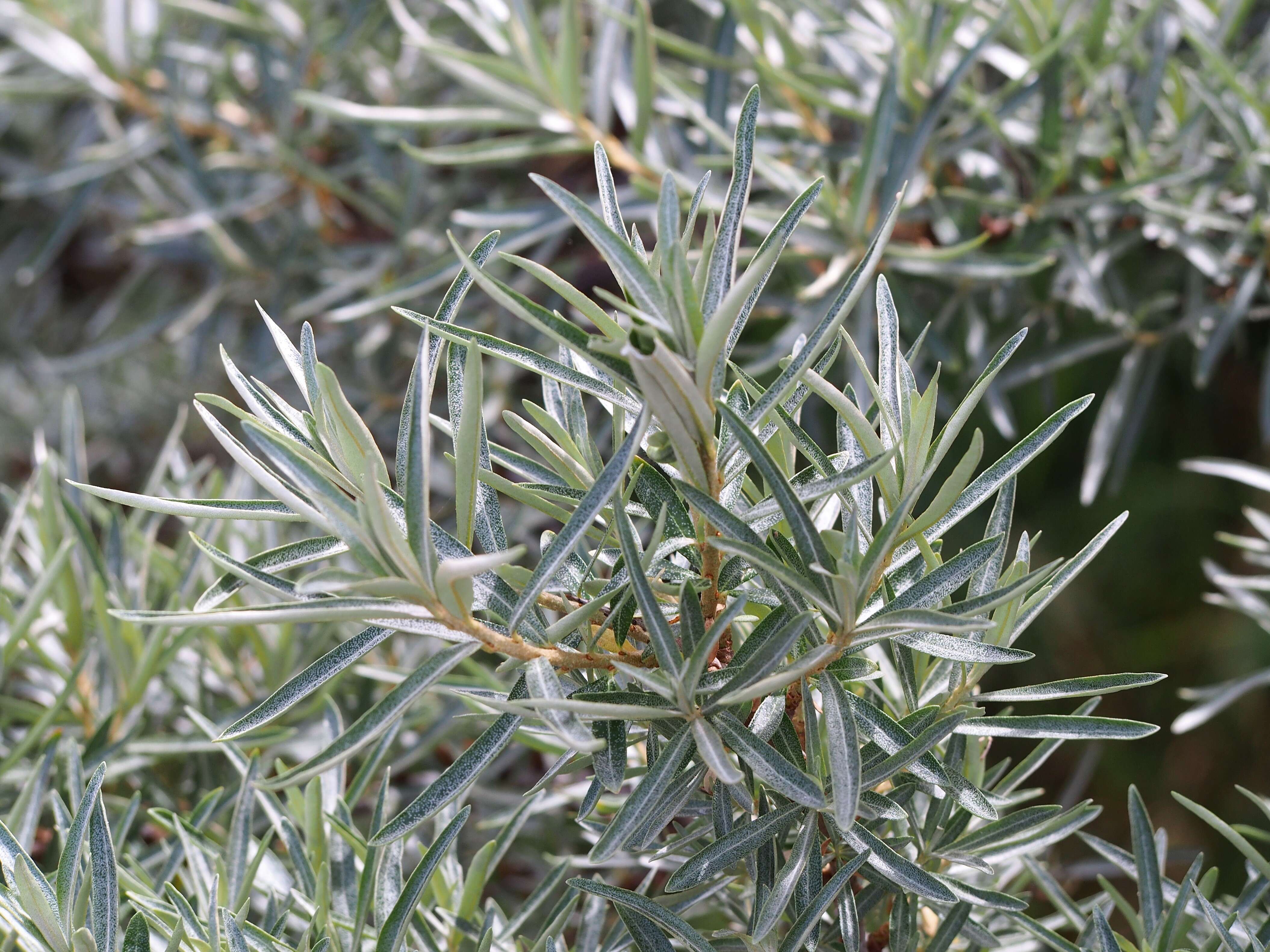 Image of Sea-buckthorn