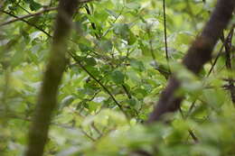 Image of Magnolia Warbler