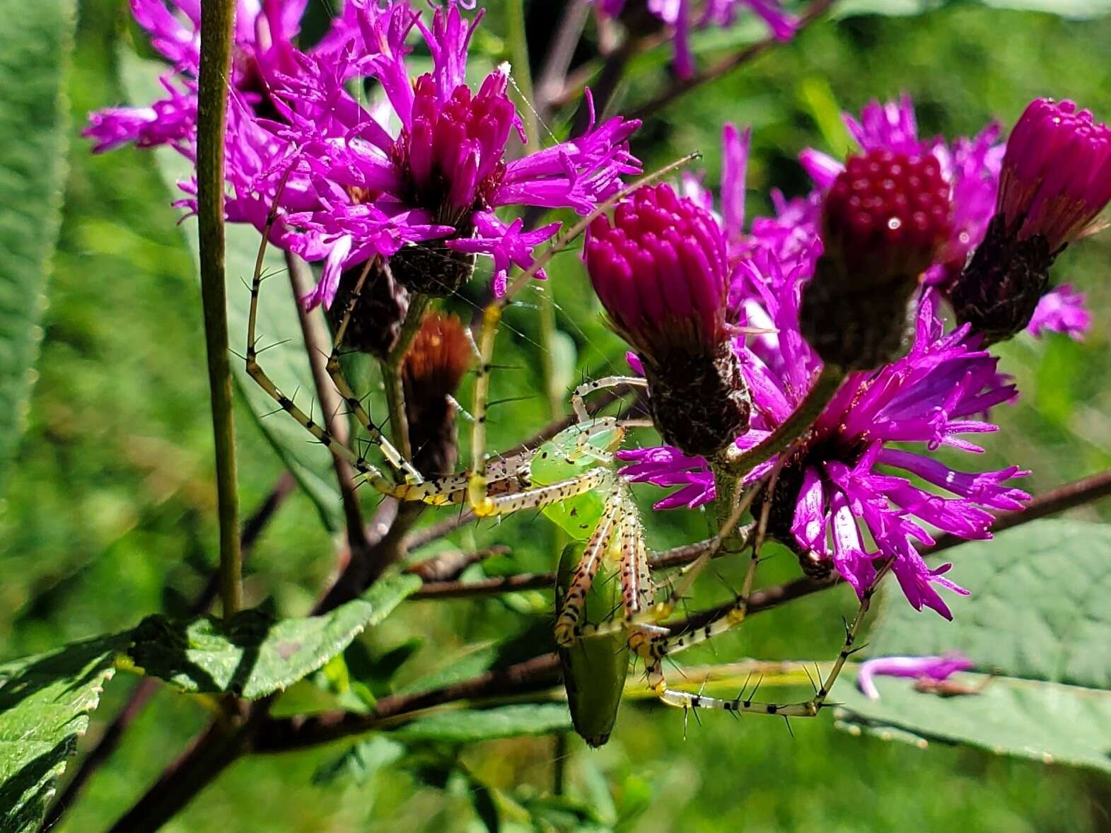 Image of Peucetia