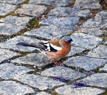 Image of Fringilla Linnaeus 1758