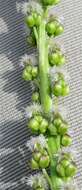 Image of Sea Arrowgrass