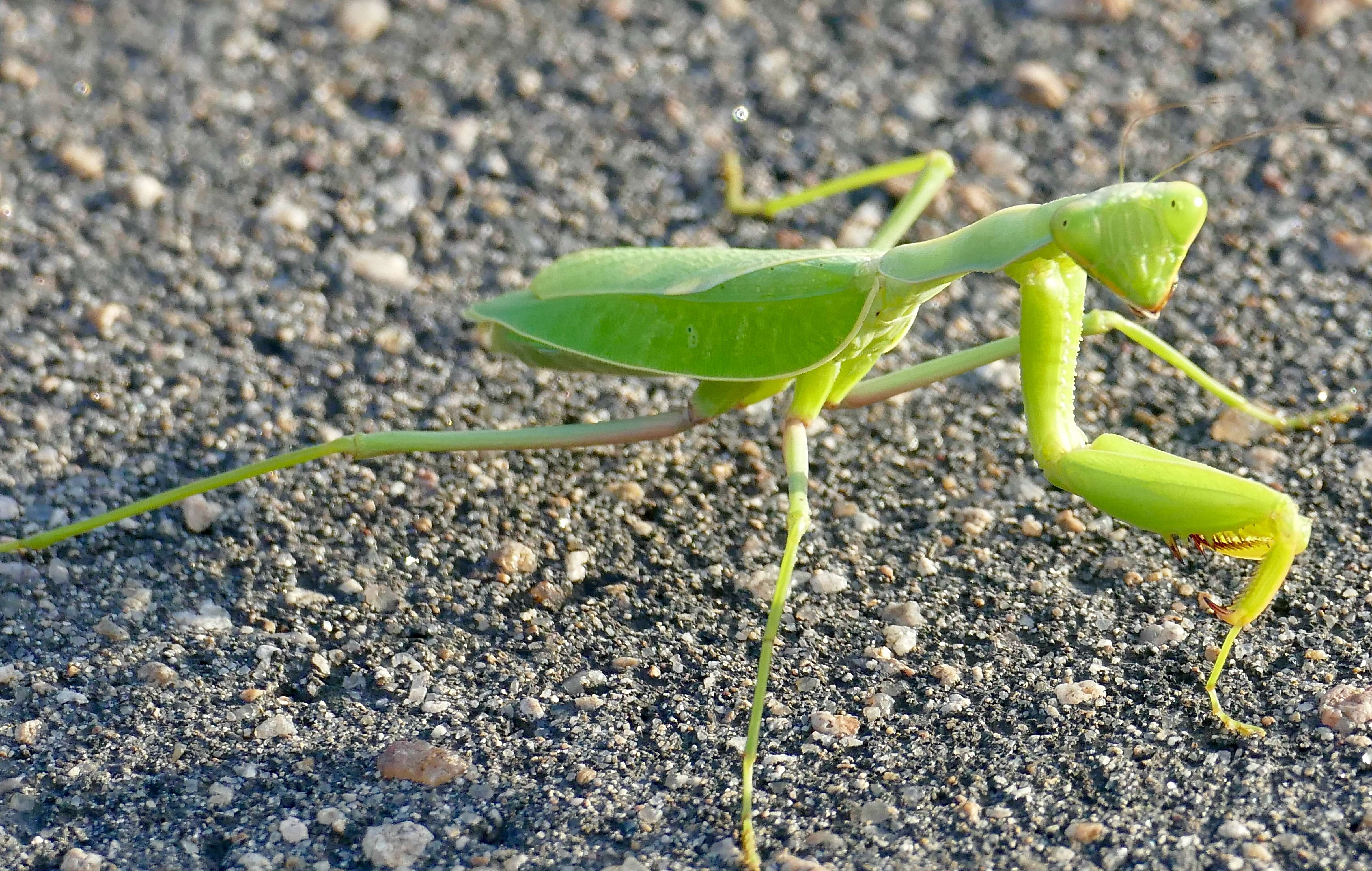 Image of African mantis