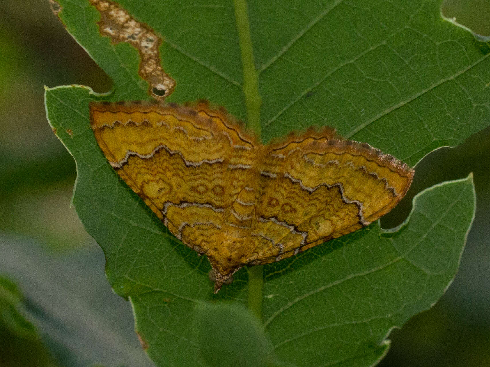 Image of Camptogramma bilineata