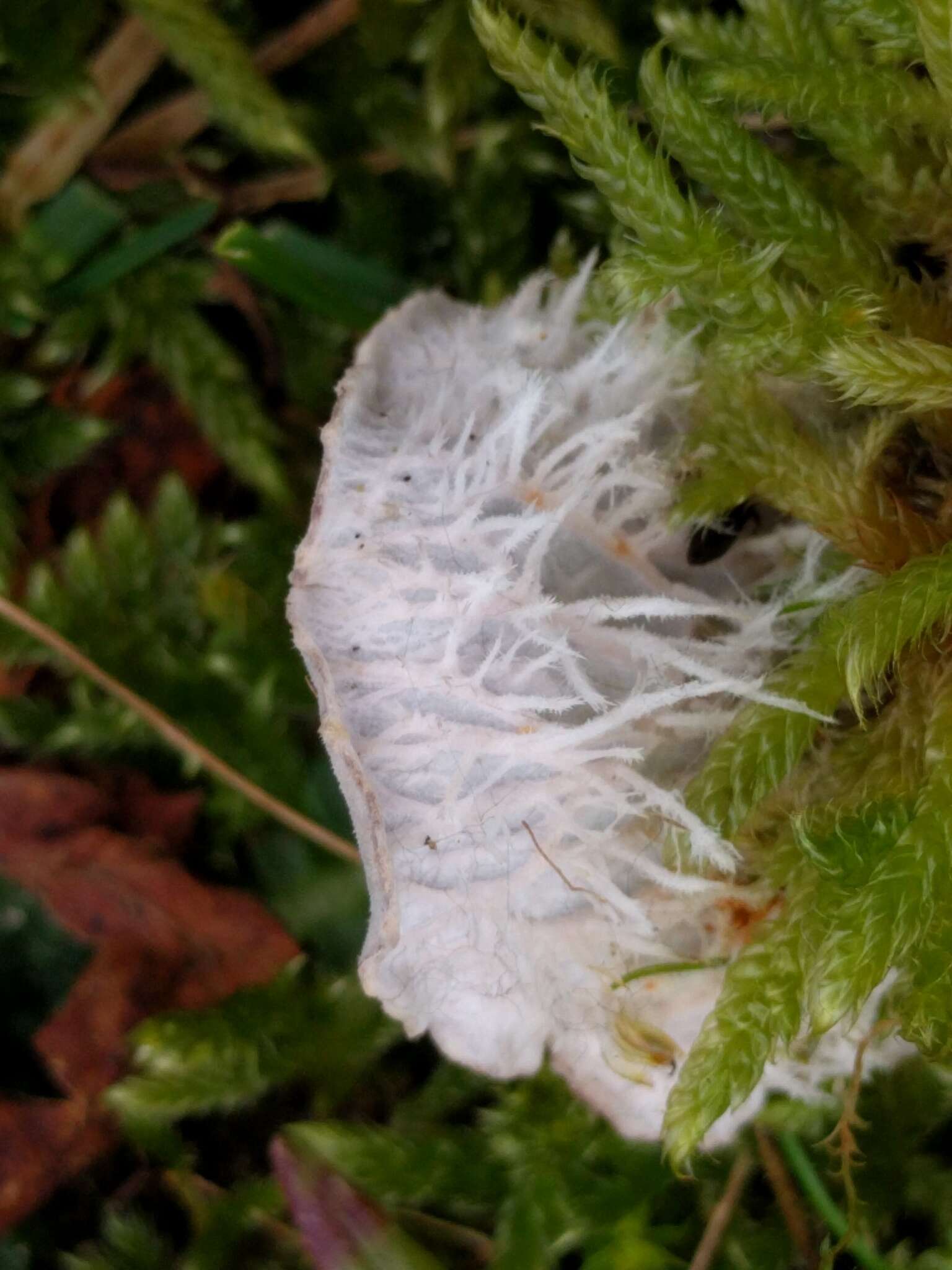 Image of felt lichen