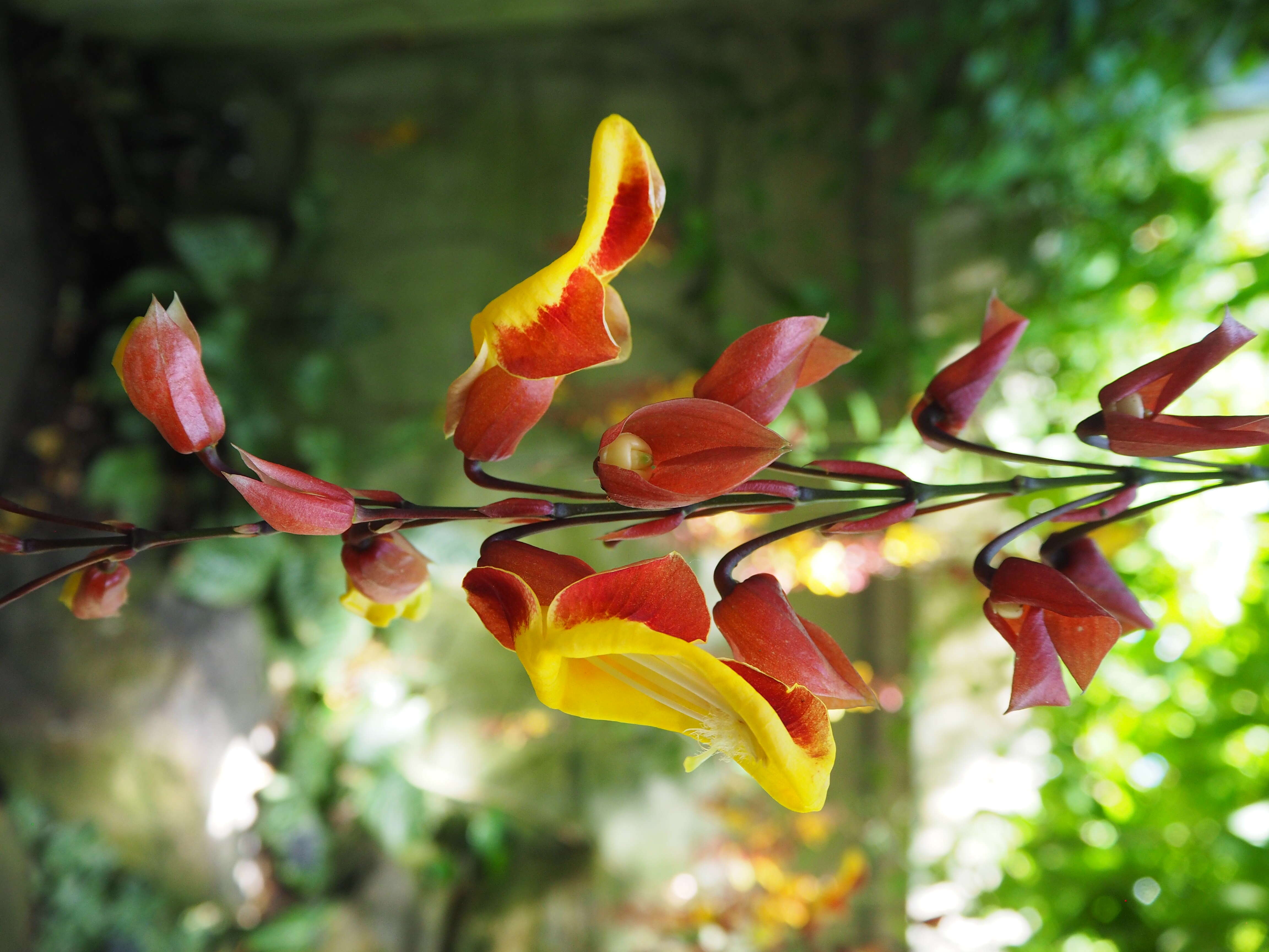 Image of Clock vine