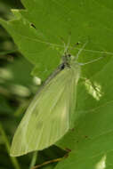 Image of small white