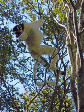 Image of Verreaux's Sifaka