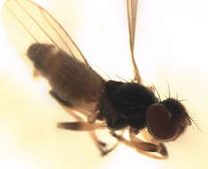 Image of periscelidid flies