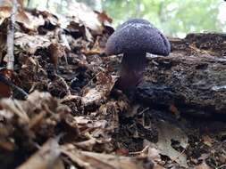 Image of Cortinarius violaceus (L.) Gray 1821