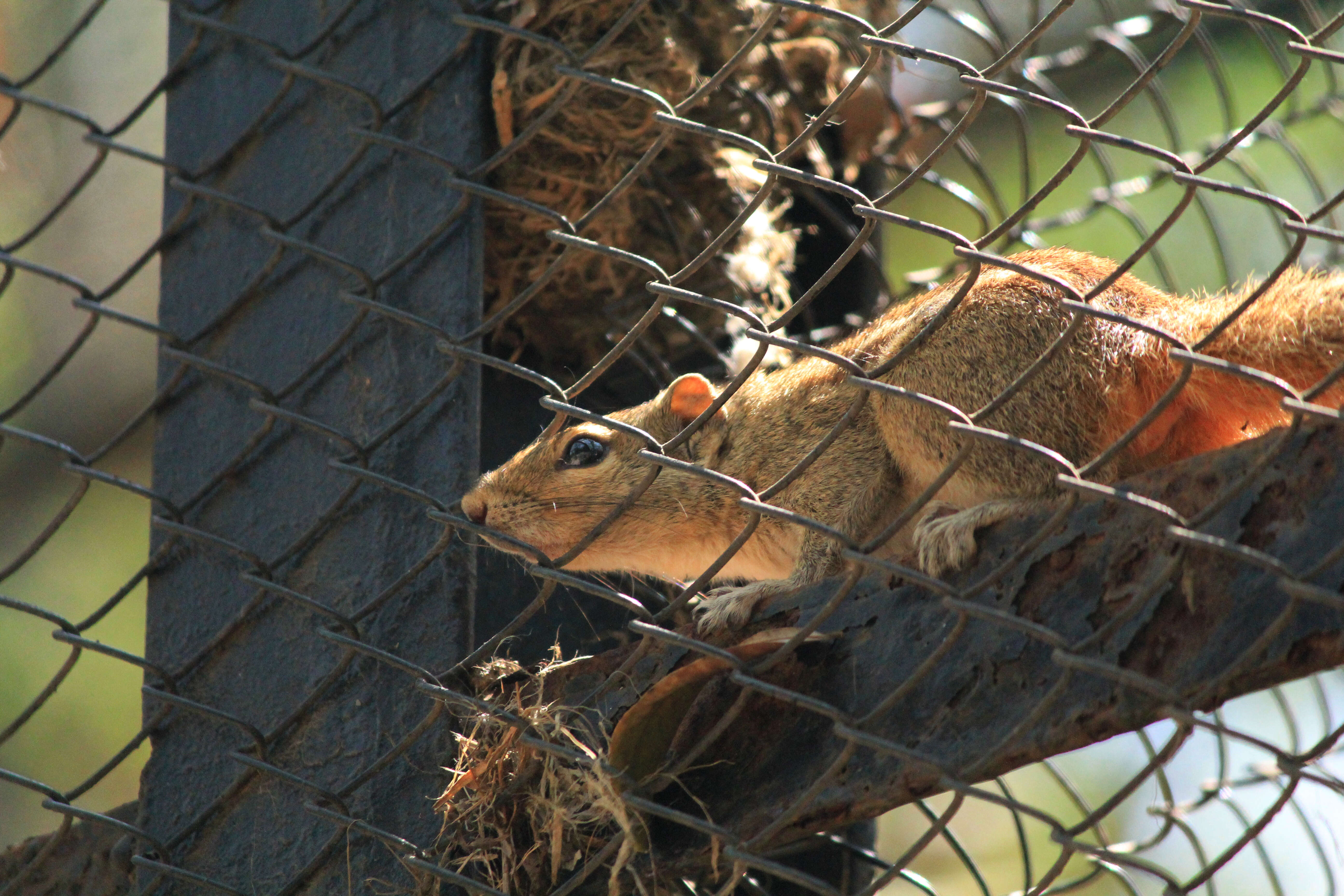 Image of Indian palm squirrel