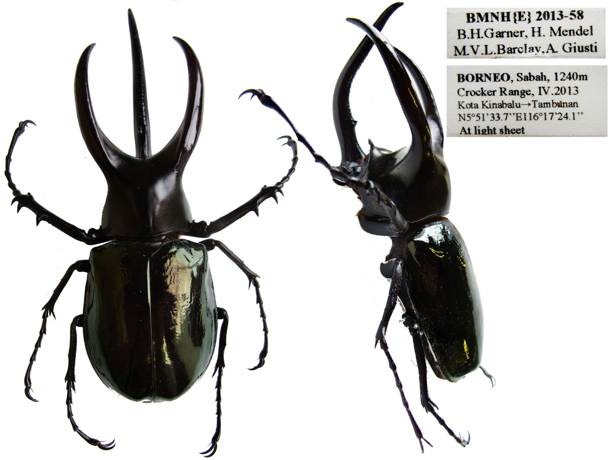 Image de Chalcosoma moellenkampi Kolbe 1900