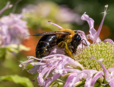 Imagem de Xylocopa virginica (Linnaeus 1771)