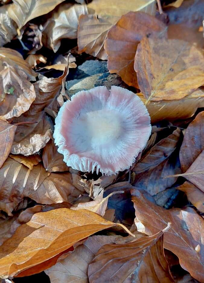 Image of Mycena rosea Gramberg 1912