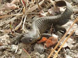 Image of Barred Tiger Salamander