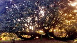 Image of Southern Live Oak