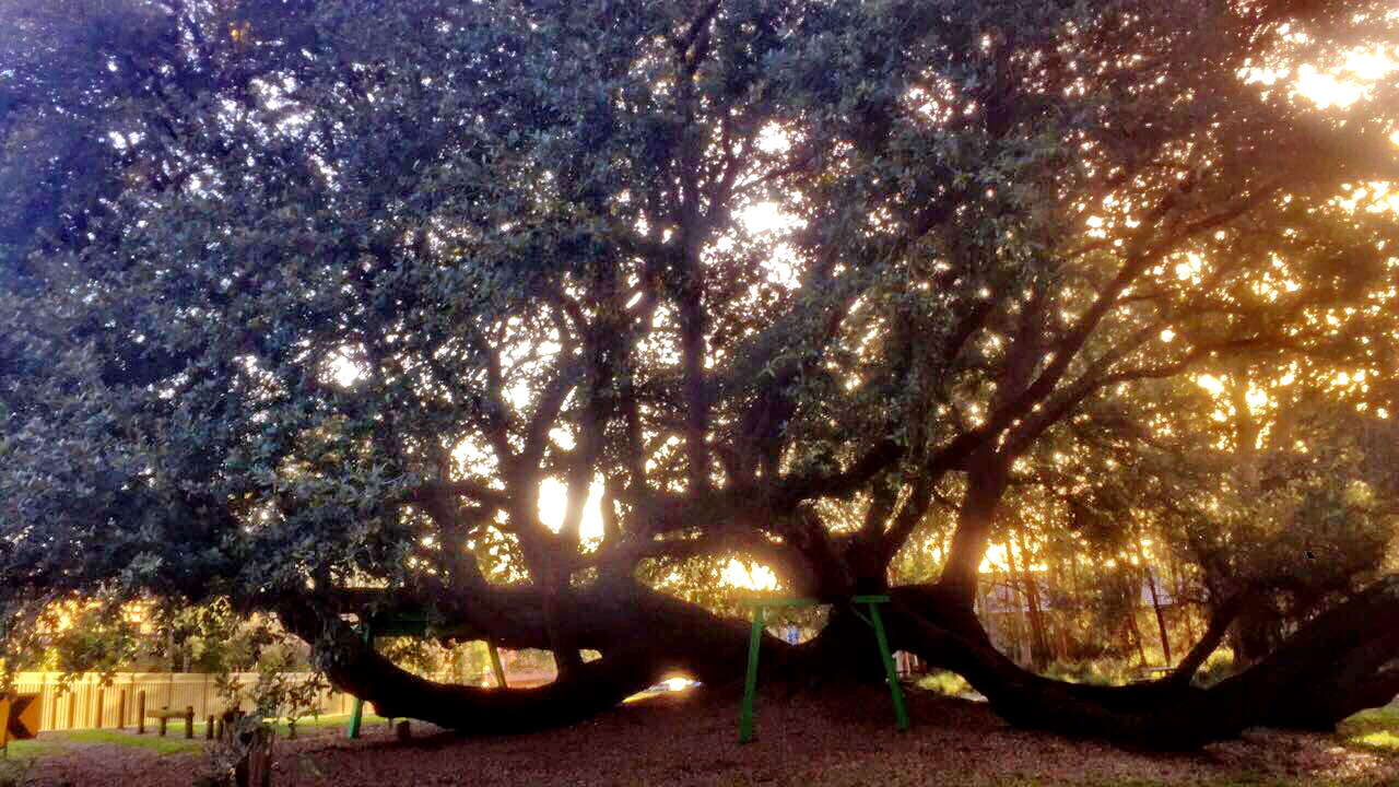 Image of Southern Live Oak