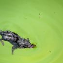 Image of Asian house shrew