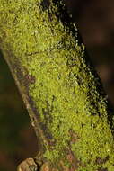 Image of lemon lichen